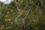 Blue tailed Bee-eater